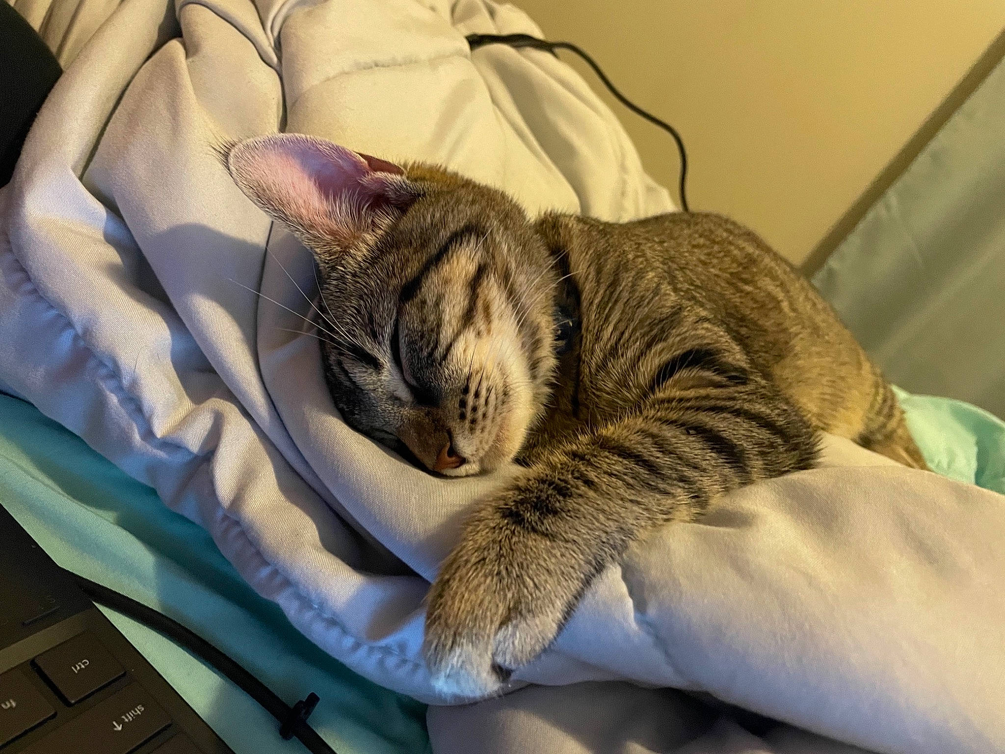 Lina joined the competition — help win amazing prizes! bed, bed_sheet, bedding, carnivore, cat, comfort, domestic_short_haired_cat, felidae, fur, grey, input_device, laptop, linens, office_equipment, office_supplies, peripheral, small_to_medium_sized_cats, tail, textile, whiskers