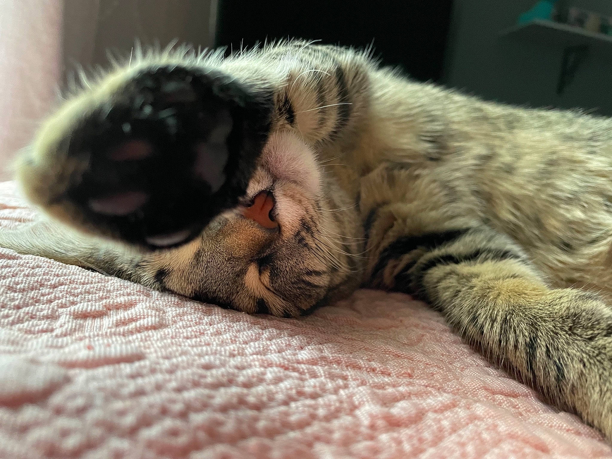 Lina is registered to the contest to win money with this photo: carnivore, cat, claw, comfort, domestic_short_haired_cat, felidae, fur, nap, paw, sleep, small_to_medium_sized_cats, snout, terrestrial_animal, whiskers