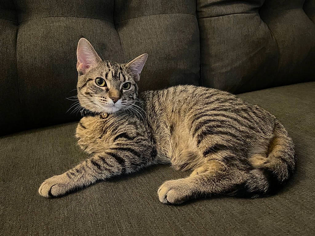 Lina is registered to the contest to win money with this photo: carnivore, cat, claw, comfort, domestic_short_haired_cat, felidae, foot, fur, grey, paw, sitting, sleeper_chair, small_to_medium_sized_cats, snout, tail, terrestrial_animal, whiskers, wildlife