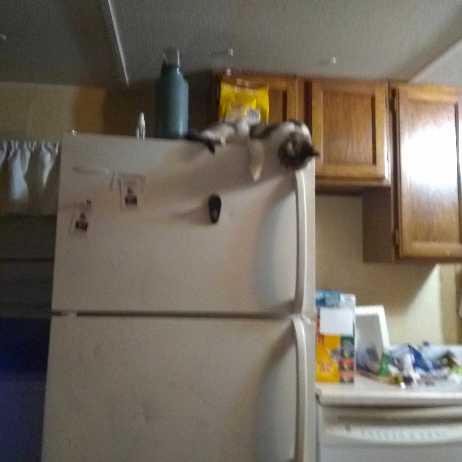 Callie is registered to the contest to win money with this photo: cabinetry, countertop, floor, furniture, home_appliance, house, interior_design, kitchen, major_appliance, property, room