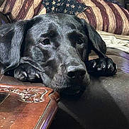 Dixie Belle joined the competition — help win amazing prizes! american_flag, animal, black_dog, closeup, comfort, couch, dog, domestic, ears, fur, furniture, home, indoor, leather, paw, pet, pillow, relaxed, resting, snout