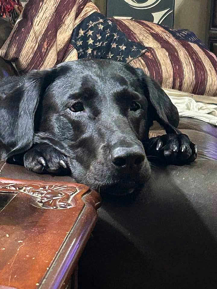 Dixie Belle