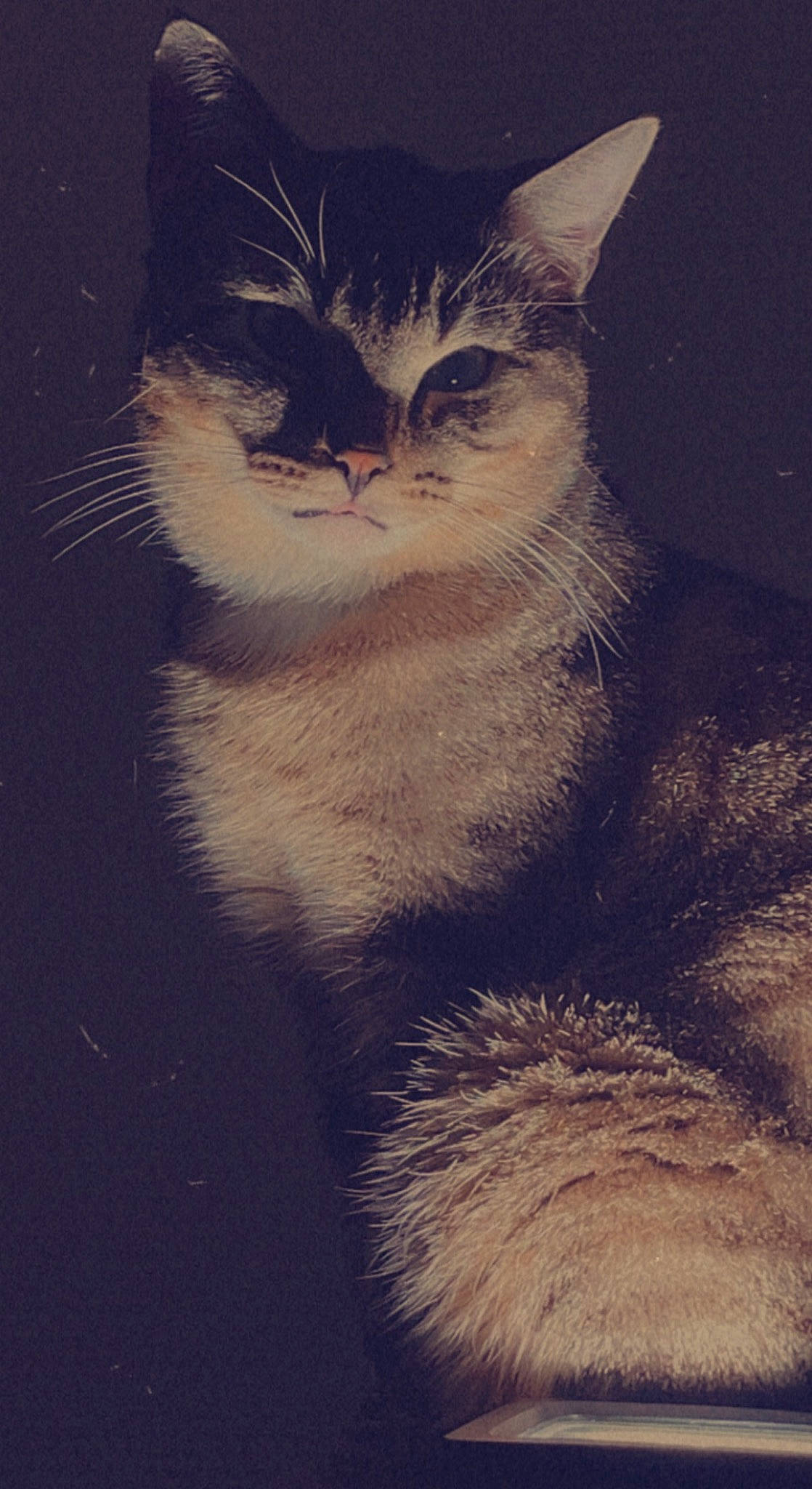 Bandit a rejoint le concours — aidez-le/la à gagner de superbes lots ! carnivore, cat, darkness, domestic_short_haired_cat, felidae, fur, meteorological_phenomenon, monochrome_photography, paw, shadow, small_to_medium_sized_cats, snout, tail, terrestrial_animal, tints_and_shades, whiskers, window