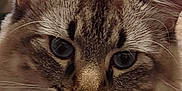 Stanford joined the competition — help win amazing prizes! cat, close_up, fluffy, blue_eyes, indoor, pet, feline, whiskers, fur, animal, cute, mammal, portrait, face, ears, nose, domestic_animal, alert, soft, curious