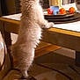 kitten, cat, furniture, table, toy, candle, indoor, curious, fluffy, pet, animal, chair, carpet, domestic, playful, standing, small, light, shadow, home