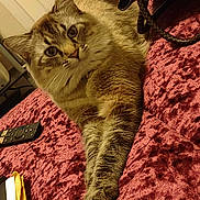 Stanford is registered to the contest to win money with this photo: cat, tabby, pet, indoor, blanket, maroon, remote_control, fur, stretching, curious, paws, feline, cozy, home, animal, mammal, whiskers, ears, face, relaxed