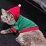 Stanford joined the competition — help win amazing prizes! cat, pet, costume, festive_clothing, red_hat, green_shirt, indoor, carpet, curious, wide_eyes, feline, domestic_animal, animal_clothing, lying_down, whiskers, tabby, fluffy_tail, plastic_sheet, floor, cute