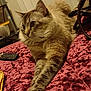 Stanford is registered to the contest to win money with this photo: cat, feline, pet, bed, blanket, remote_control, indoor, fur, stretching, tabby, whiskers, paws, cozy, household, furniture, relaxed, closeup, domestic_animal, sleepy, home