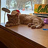 cat, ginger_cat, wooden_desk, window, books, aloha_sign, snow, trees, indoor, natural_light, relaxed, pet, animal, feline, cozy, reading_material, decor, screen_window, daylight, resting