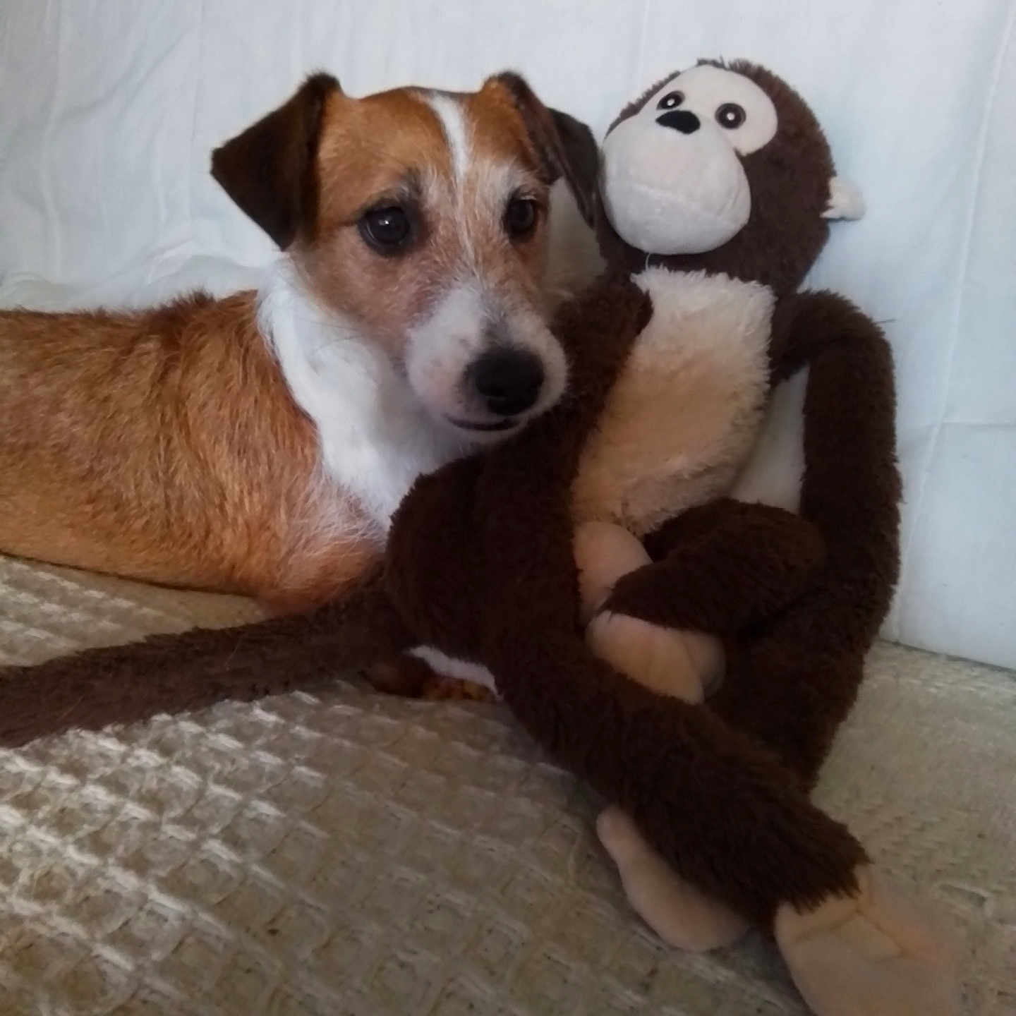 Moka participe au concours pour gagner de l'argent avec cette photo : animal, bed, blanket, brown, companion, cute, dog, domestic, friendship, fur, indoor, laying_down, monkey_toy, pet, plush, portrait, relaxing, soft_toy, stuffed_toy, white