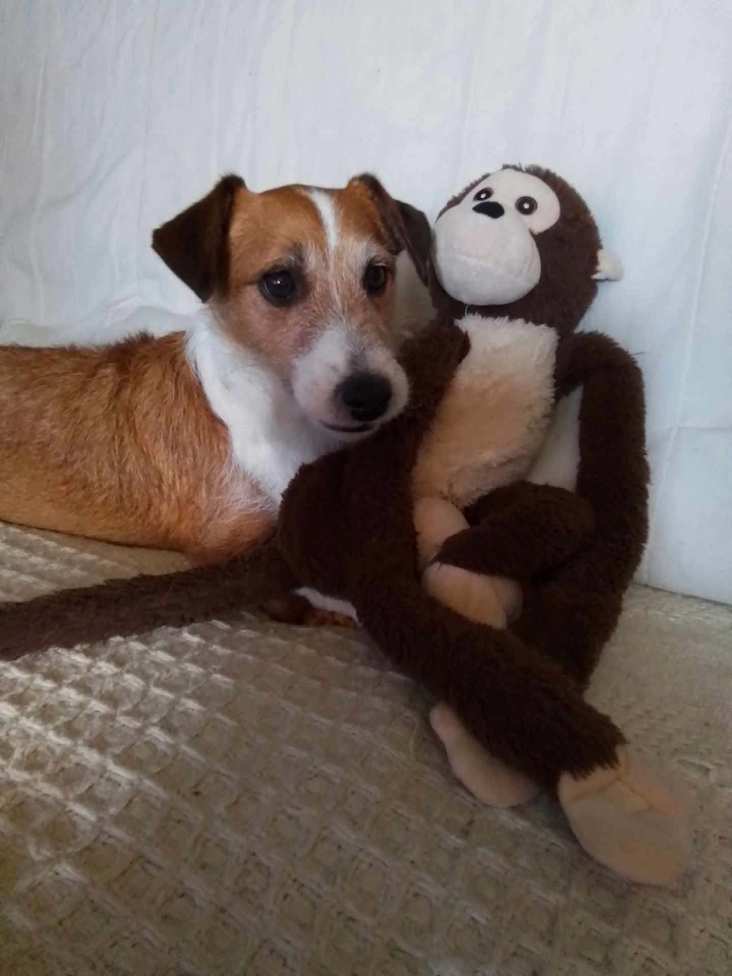 Moka participe au concours pour gagner de l'argent avec cette photo : dog, stuffed_toy, monkey_toy, brown, white, pet, animal, plush, bed, blanket, indoor, relaxing, companion, cute, fur, portrait, soft_toy, laying_down, domestic, friendship