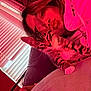 Bestios is registered to the contest to win money with this photo: person, kitten, cat, tabby, indoor, couch, window_blinds, pink_light, cozy, pout, relaxed, pet, animal, feline, closeup, portrait, casual, home, resting, cute