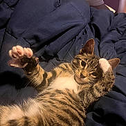 Bestios is registered to the contest to win money with this photo: cat, kitten, tabby, paw, stretching, blanket, bed, indoor, person, smiling, face, fur, whiskers, cute, playful, relaxed, domestic_animal, animal, pet, cozy