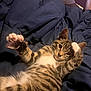 cat, kitten, tabby, paw, stretching, blanket, bed, indoor, person, smiling, face, fur, whiskers, cute, playful, relaxed, domestic_animal, animal, pet, cozy