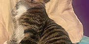 Bestios joined the competition — help win amazing prizes! cat, kitten, tabby, pet, animal, feline, whiskers, ears, eyes, fur, striped, indoor, couch, pillow, relaxed, cute, young, closeup, soft, resting