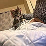 Bestios is registered to the contest to win money with this photo: kitten, cat, tabby, quilt, hand, leopard_print, person, indoor, curtain, pattern, cozy, bedroom, animal, pet, feline, cute, small, fur, resting, soft