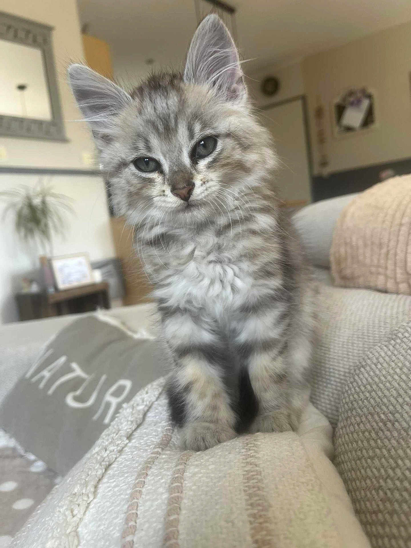 Azur participe au concours pour gagner de l'argent avec cette photo : animal, cat, couch, cozy, curious, cute, domestic_animal, feline, fluffy, fur, gray, indoor, kitten, living_room, pet, portrait, sitting, tabby, whiskers, young