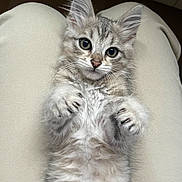 Azur participe au concours pour gagner de l'argent avec cette photo : adorable, animal, cat, closeup, clothing, cute, domestic_cat, fluffy, fur, indoor, kitten, lap, paws, person, pet, playful, relaxing, soft, whiskers, young