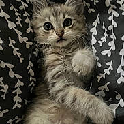 Azur a rejoint le concours — aidez-le/la à gagner de superbes lots ! kitten, cat, pet, animal, cute, fluffy, paws, whiskers, eyes, fur, lying_down, bed, blanket, pattern, indoor, young, small, domestic, relaxed, adorable