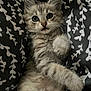 kitten, cat, pet, animal, cute, fluffy, paws, whiskers, eyes, fur, lying_down, bed, blanket, pattern, indoor, young, small, domestic, relaxed, adorable
