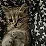 Azur participe au concours pour gagner de l'argent avec cette photo : kitten, cat, tabby, feline, pet, cute, fluffy, whiskers, paws, lying_down, blanket, pattern, indoor, young, animal, fur, sleepy, closeup, soft, resting