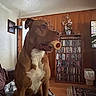 blanket, bone, bookshelf, brown_dog, chew_toy, couch, dog, dvd_collection, floor, furniture, home, indoor, lamp, living_room, pet, portrait, rug, trash_can, white_chest, wood_paneling