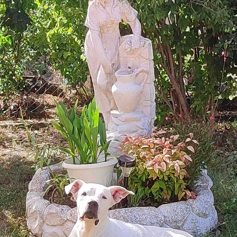 Vegas a rejoint le concours — aidez-le/la à gagner de superbes lots ! adult, animal, art, bride, canine, dog, female, grass, jar, person, pet, plant, planter, pottedplant, pottery, sculpture, vase, vegetation, wedding, woman