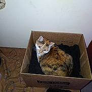 Missy joined the competition — help win amazing prizes! cat, calico_cat, animal, pet, feline, box, cardboard, indoors, resting, sitting, looking_at_camera, whiskers, ears, fur, orange_fur, white_fur, black_fur, fabric, shoe_brush, patterned_surface