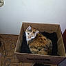 cat, calico_cat, animal, pet, feline, box, cardboard, indoors, resting, sitting, looking_at_camera, whiskers, ears, fur, orange_fur, white_fur, black_fur, fabric, shoe_brush, patterned_surface