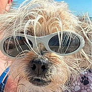 Shadow is registered to the contest to win money with this photo: dog, sunglasses, pet, animal, outdoor, fur, face, closeup, summer, beach, cool, fashion, portrait, canine, cute, whiskers, nose, sunny, accessory, funny