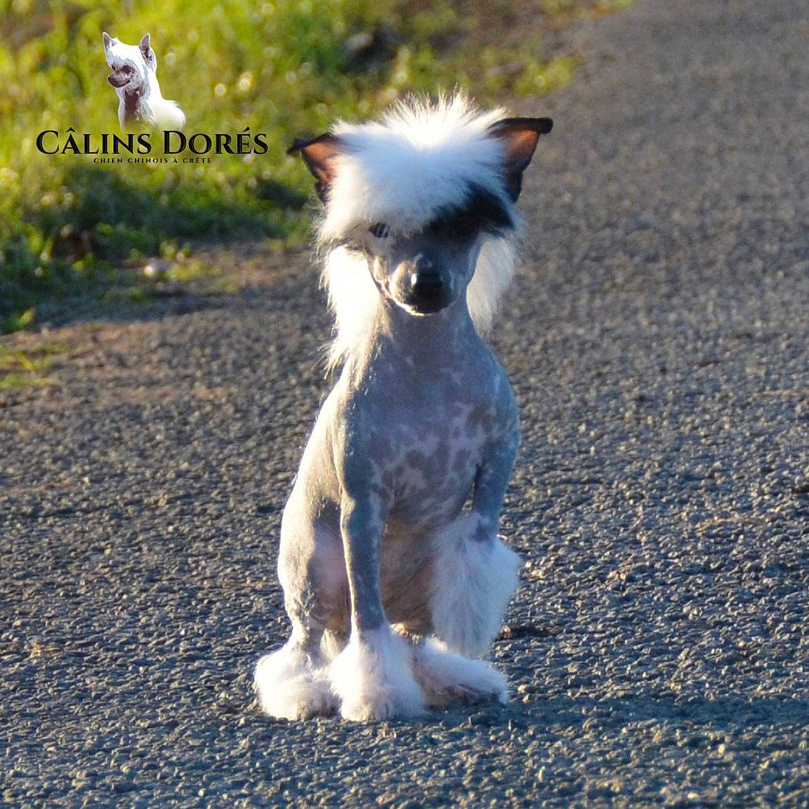 Thalyna a rejoint le concours — aidez-le/la à gagner de superbes lots ! canidae, carnivore, companion_dog, dog, dog_breed, dog_supply, electric_blue, fawn, fur, grass, small_terrier, snout, soil, sporting_group, tail, terrestrial_animal, terrier, toy_dog, walking, working_animal