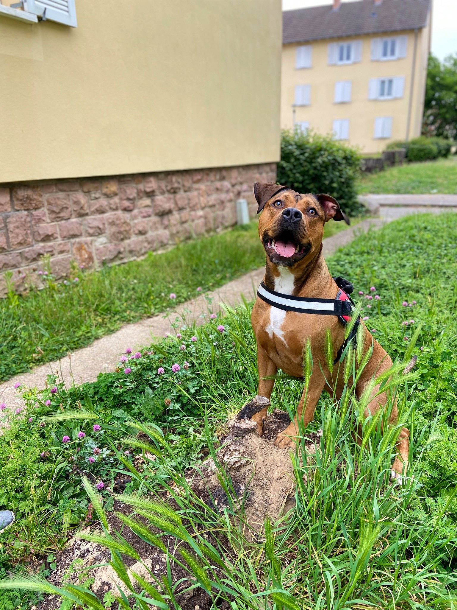 Oxana a rejoint le concours — aidez-le/la à gagner de superbes lots ! boxer, canidae, carnivore, dog, dog_breed, fawn, grass, leash, mammal, rare_breed_dog, sporting_group, vertebrate