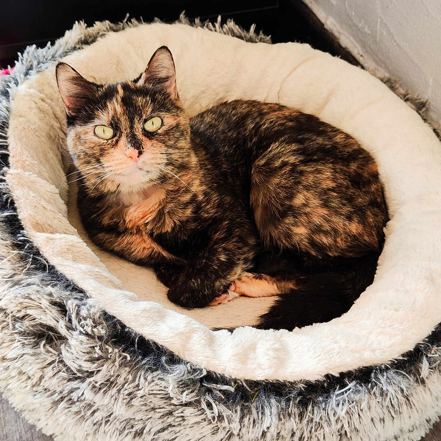 Nina a rejoint le concours — aidez-le/la à gagner de superbes lots ! animal, cat, comfortable, cozy, curious, cute, domestic, ears, feline, floor, fluffy, fur, indoor, looking, pet_bed, relaxed, resting, soft, tortoiseshell, whiskers