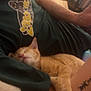 arm, blanket, casual, cat, cozy, feline, furniture, ginger_cat, graphic_tshirt, home, indoors, nap, paw, person, relaxing, resting, shirt, sleeping, tattoo, warm_light