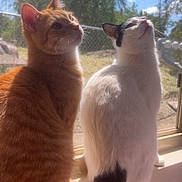Chicken is registered to the contest to win money with this photo: black_markings, cat, curious, daylight, feline, fur, nature, orange_tabby, outdoor_view, pets, screen, sitting, sky, sunlight, tail, tree, whiskers, white_cat, window, windowsill