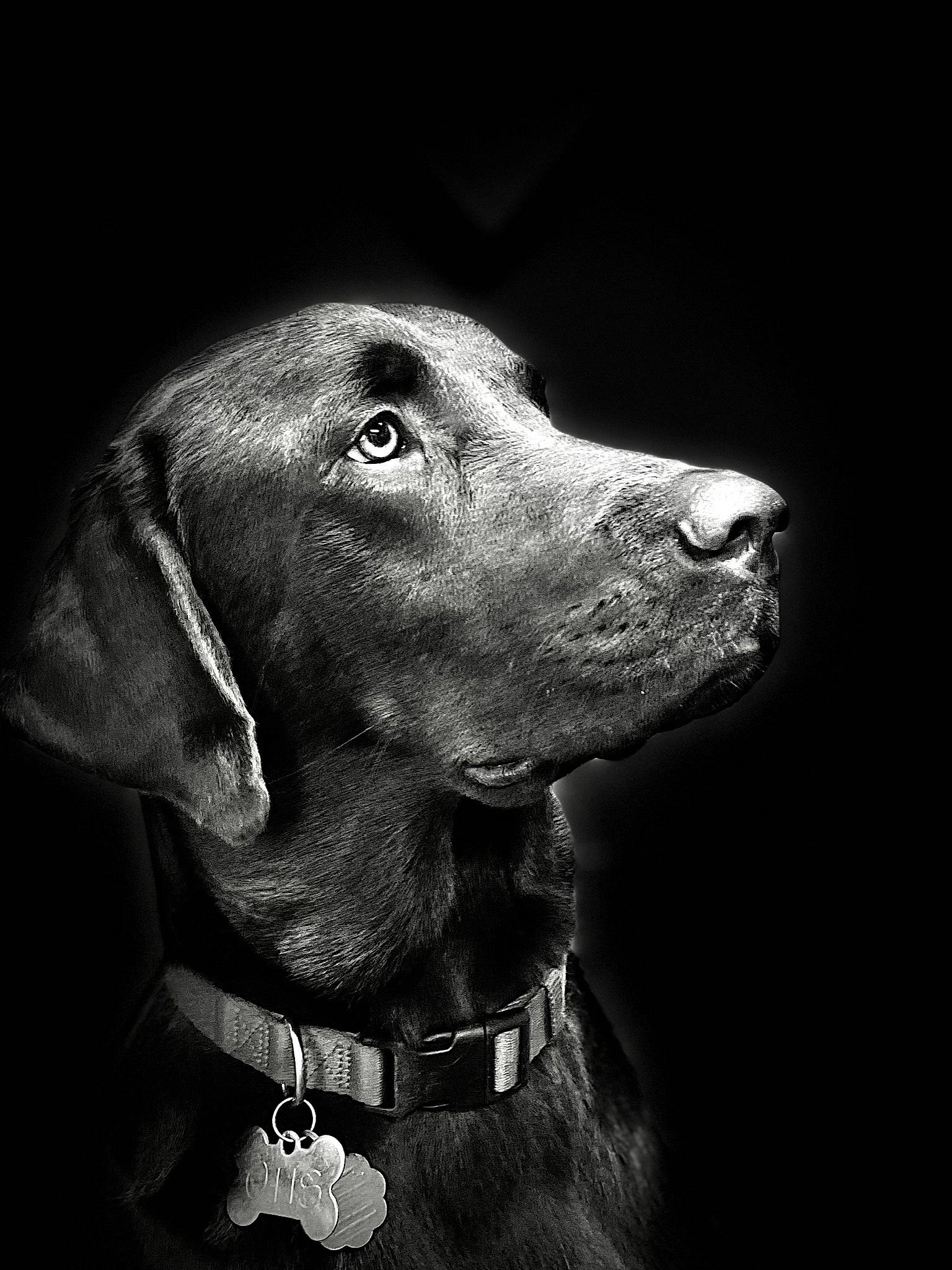 Otis joined the competition — help win amazing prizes! canidae, carnivore, collar, companion_dog, darkness, dog, dog_breed, dog_collar, event, fur, gun_dog, liver, monochrome, monochrome_photography, pet_supply, snout, sporting_group, terrestrial_animal, whiskers, working_animal