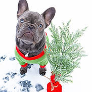 Ferguson is registered to the contest to win money with this photo: dog, french_bulldog, puppy, snow, green_sweater, red_trim, small_tree, evergreen, holiday, winter, cute, pet, outdoor, snow_covered, animal, christmas_tree, festive, red_wrapping, winter_clothing, adorable