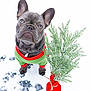 dog, french_bulldog, puppy, snow, green_sweater, red_trim, small_tree, evergreen, holiday, winter, cute, pet, outdoor, snow_covered, animal, christmas_tree, festive, red_wrapping, winter_clothing, adorable