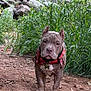 animal, bandana, brown_coat, canine, collar, curious, dirt_path, dog, ears_cropped, greenery, nature, outdoor, pet, plants, portrait, puppy, rocks, walking, white_paws, young_dog