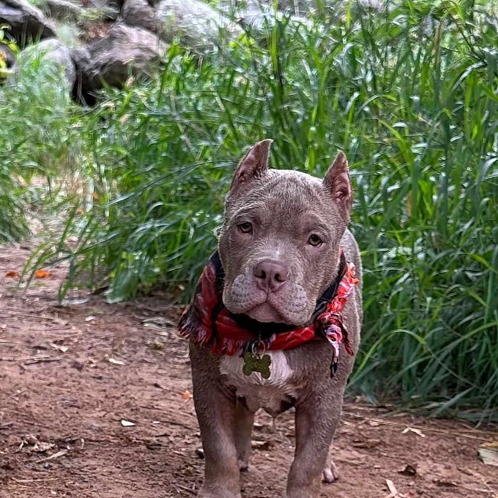 Boondock is registered to the contest to win money with this photo: animal, bandana, brown_coat, canine, collar, curious, dirt_path, dog, ears_cropped, greenery, nature, outdoor, pet, plants, portrait, puppy, rocks, walking, white_paws, young_dog