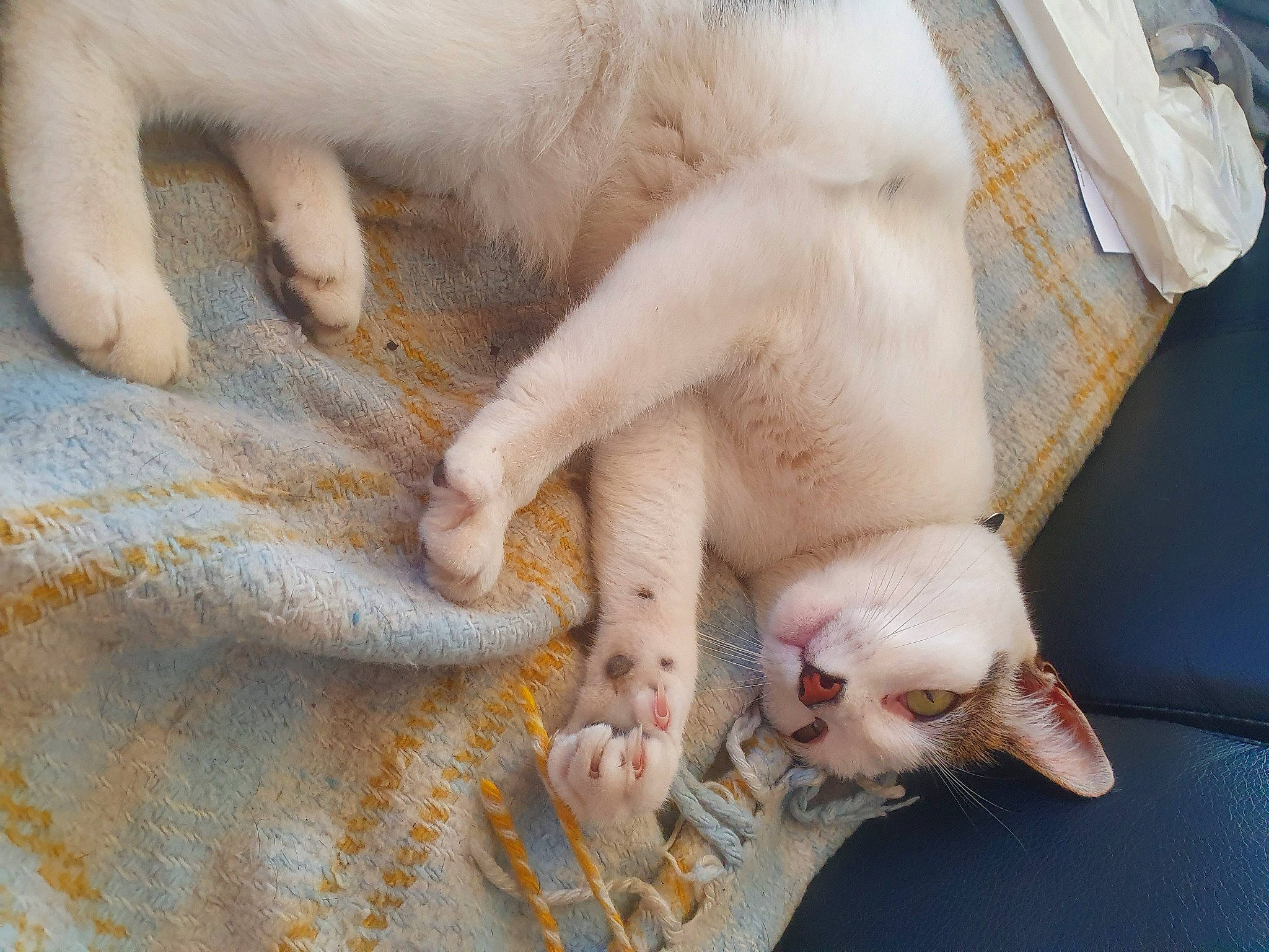 Malibu a rejoint le concours — aidez-le/la à gagner de superbes lots ! aegean_cat, burmilla, carnivore, cat, claw, fawn, felidae, khao_manee, nail, paw, polydactyl_cat, singapura, small_to_medium_sized_cats, turkish_angora, turkish_van