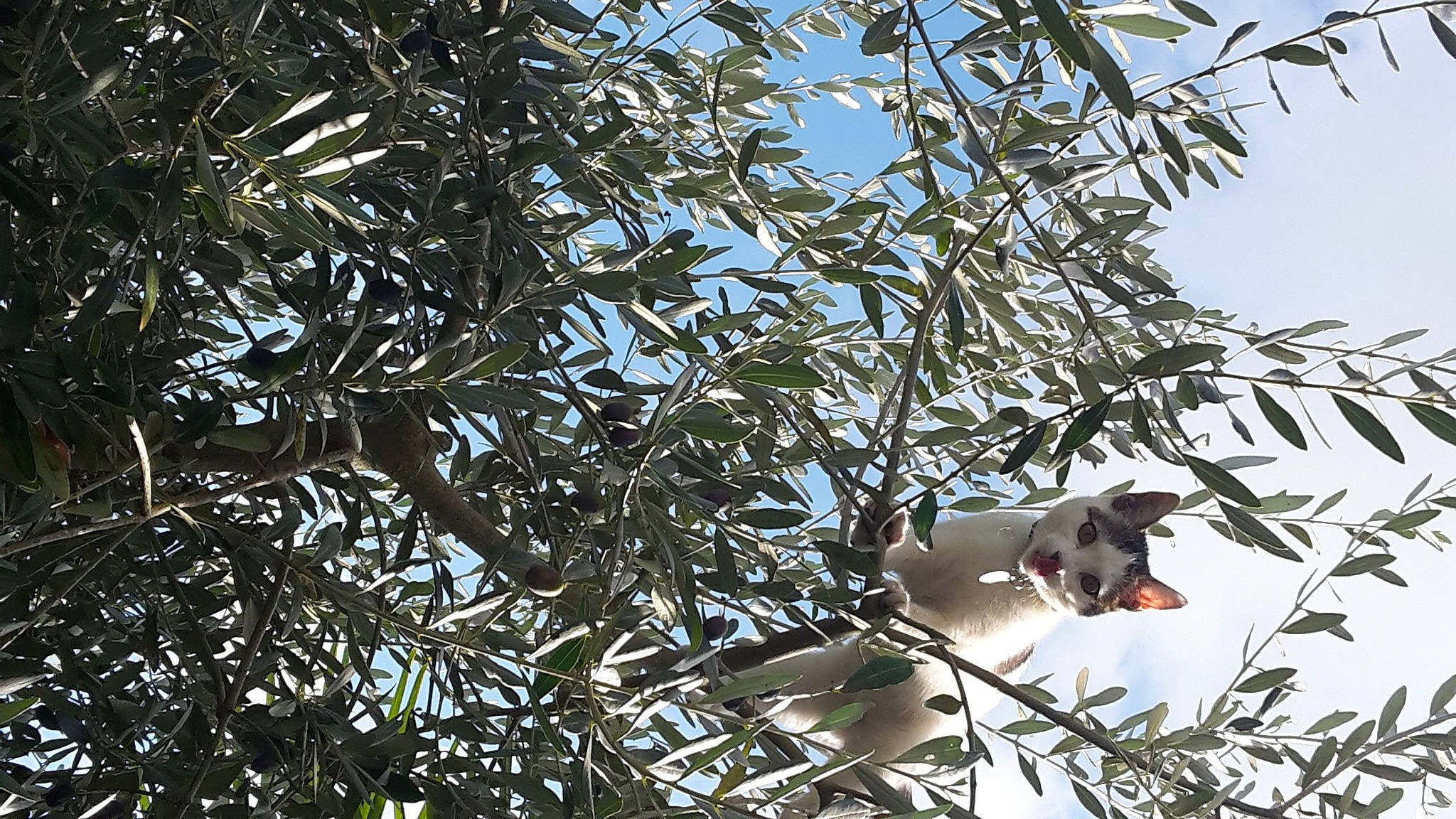 Malibu a rejoint le concours — aidez-le/la à gagner de superbes lots ! branch, leaf, marsupial, plant, tree, twig, wildlife