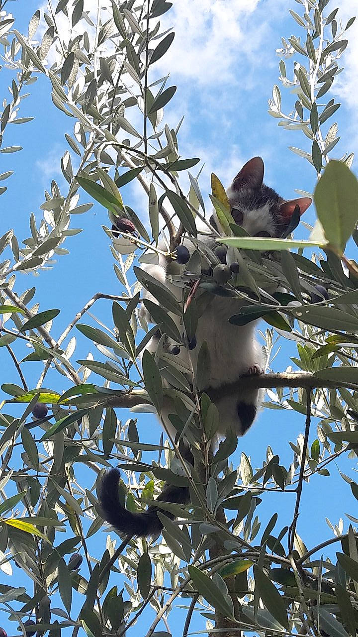 Malibu a rejoint le concours — aidez-le/la à gagner de superbes lots ! branch, flower, plant, russian_olive, tree, twig