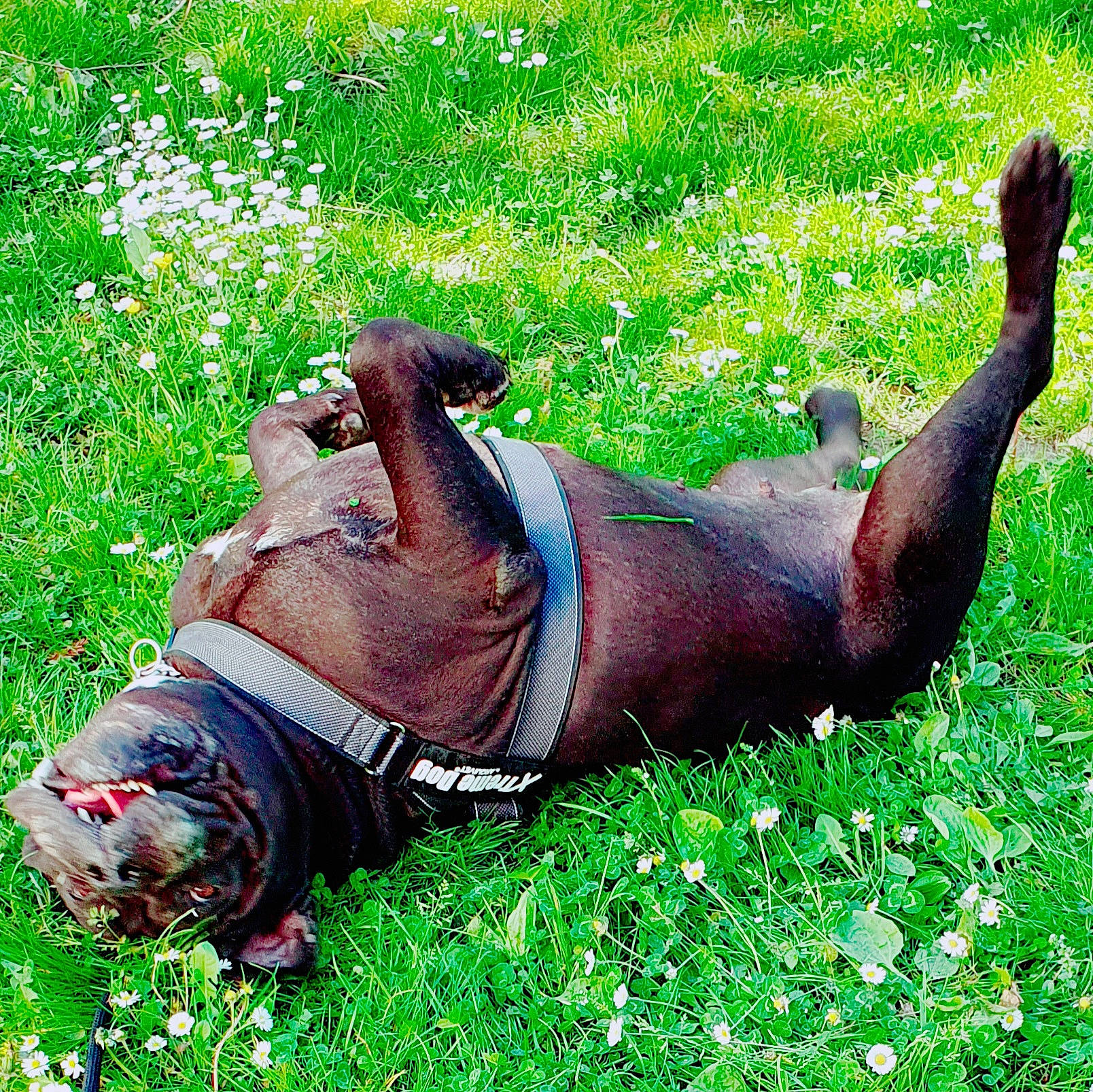 Inoa a rejoint le concours — aidez-le/la à gagner de superbes lots ! canidae, carnivore, dog, dog_breed, grass, non_sporting_group, sporting_group