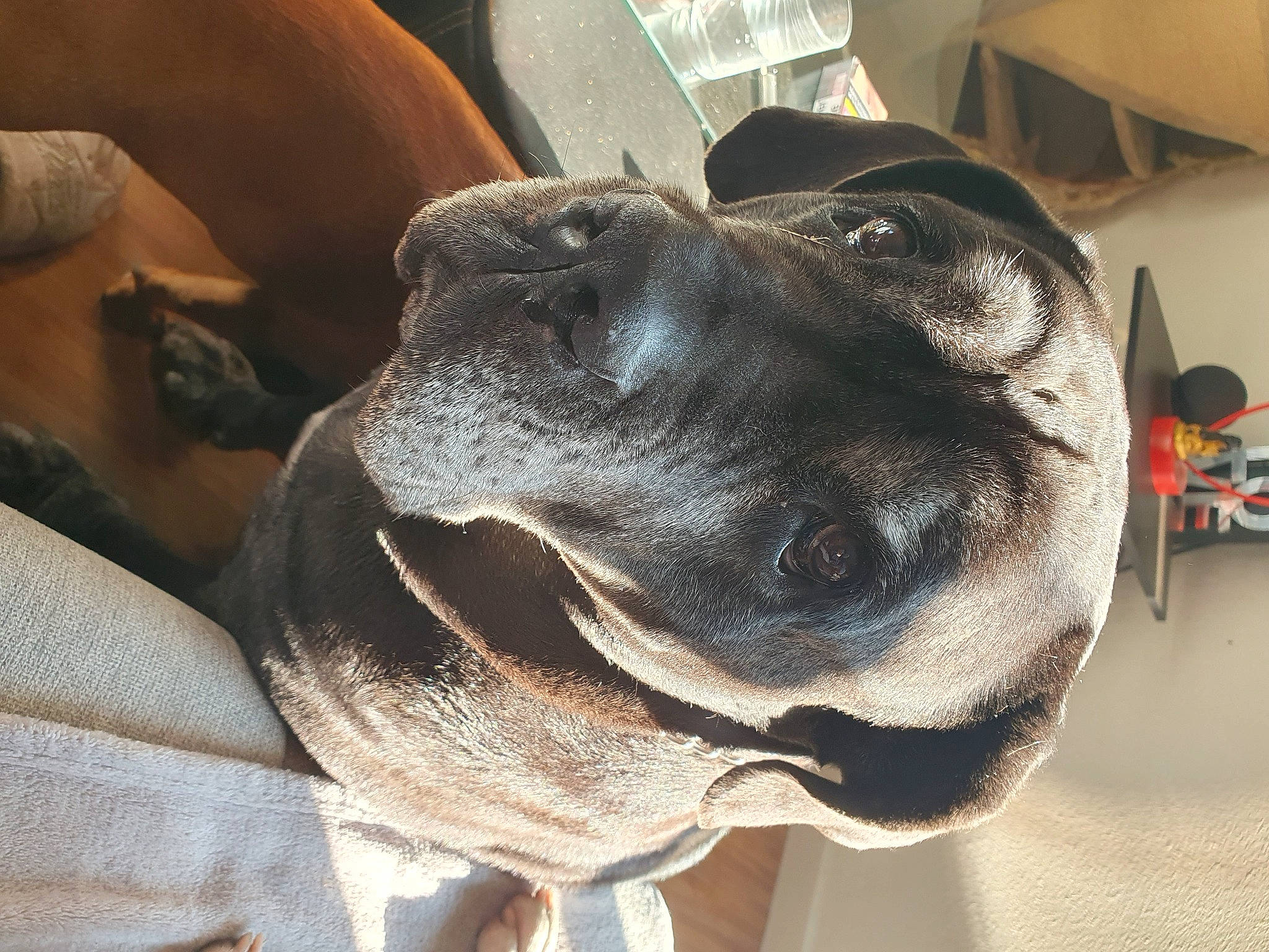 Inoa participe au concours pour gagner de l'argent avec cette photo : canidae, carnivore, collar, comfort, companion_dog, dog, dog_breed, dog_collar, dog_supply, ear, fawn, fur, giant_dog_breed, guard_dog, liver, pet_supply, snout, sporting_group, whiskers, working_animal