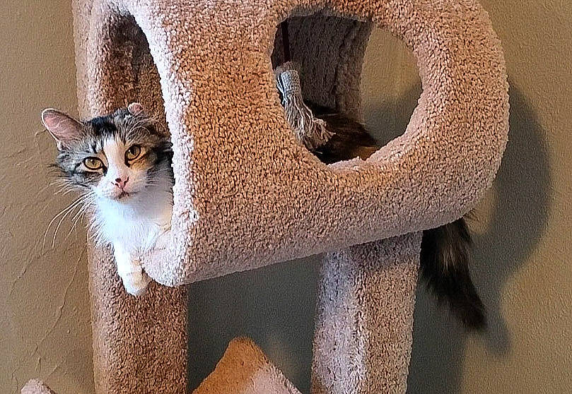 Fifi is registered to the contest to win money with this photo: aegean_cat, asian, carnivore, cat, cat_furniture, domestic_short_haired_cat, european_shorthair, fawn, felidae, kitten, small_to_medium_sized_cats, whiskers