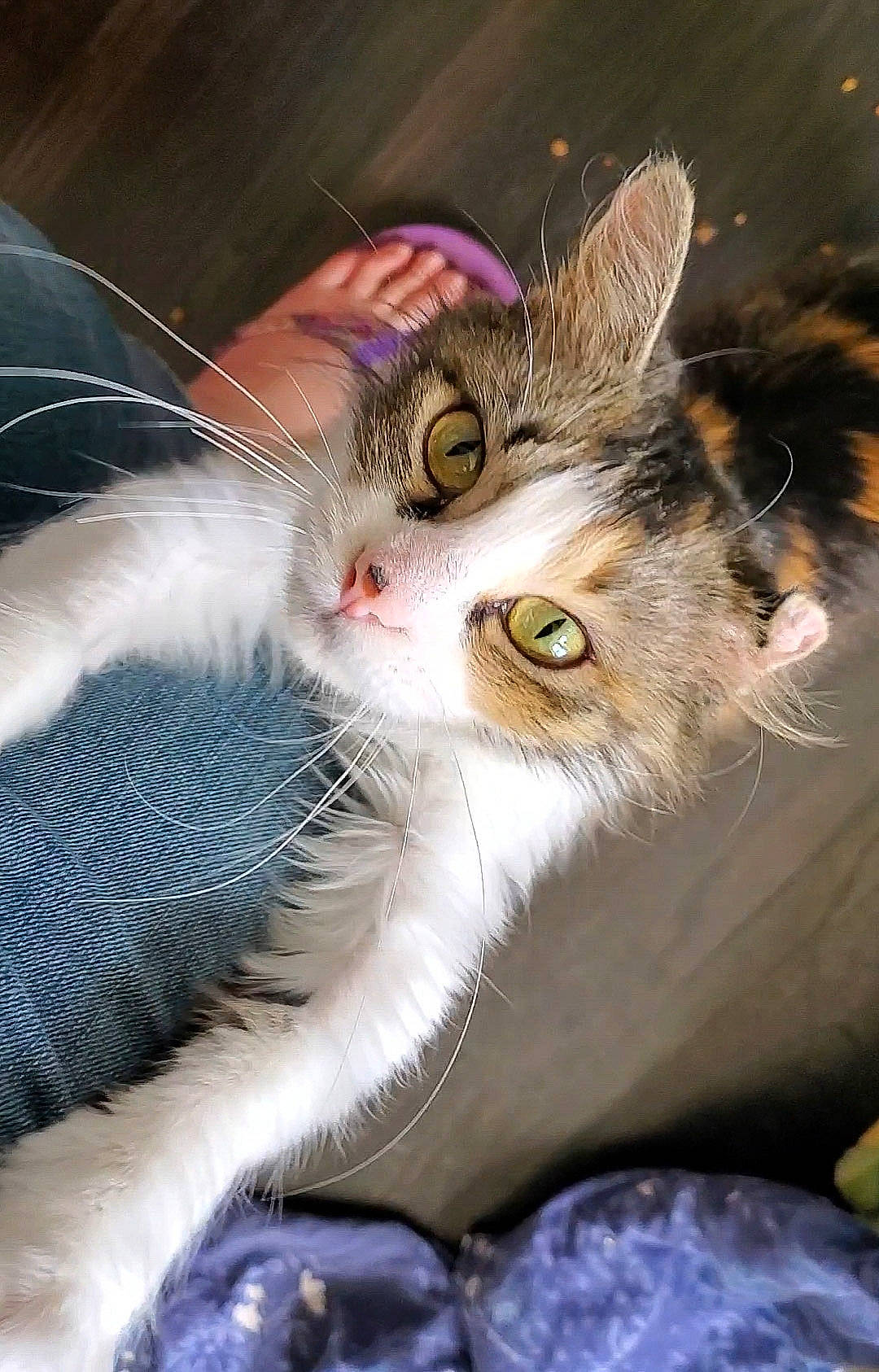 Fifi is registered to the contest to win money with this photo: aegean_cat, american_wirehair, asian, carnivore, cat, close_up, domestic_short_haired_cat, ear, european_shorthair, eye, felidae, fur, kitten, norwegian_forest_cat, paw, small_to_medium_sized_cats, snout, tabby_cat, whiskers