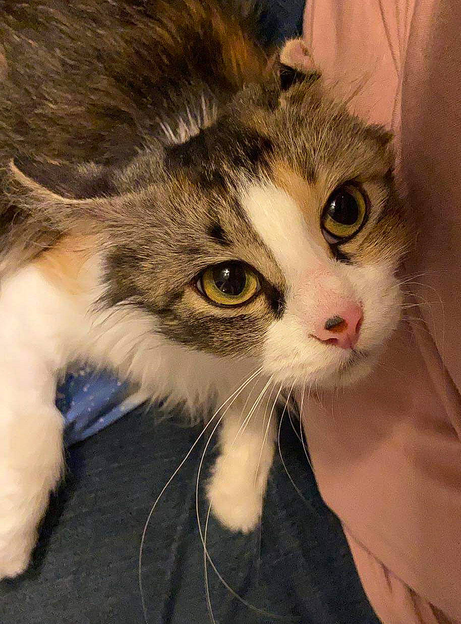 Fifi joined the competition — help win amazing prizes! aegean_cat, american_curl, american_wirehair, carnivore, cat, domestic_long_haired_cat, domestic_short_haired_cat, european_shorthair, eye, felidae, fur, iris, kitten, mammal, norwegian_forest_cat, nose, siberian, small_to_medium_sized_cats, snout, whiskers