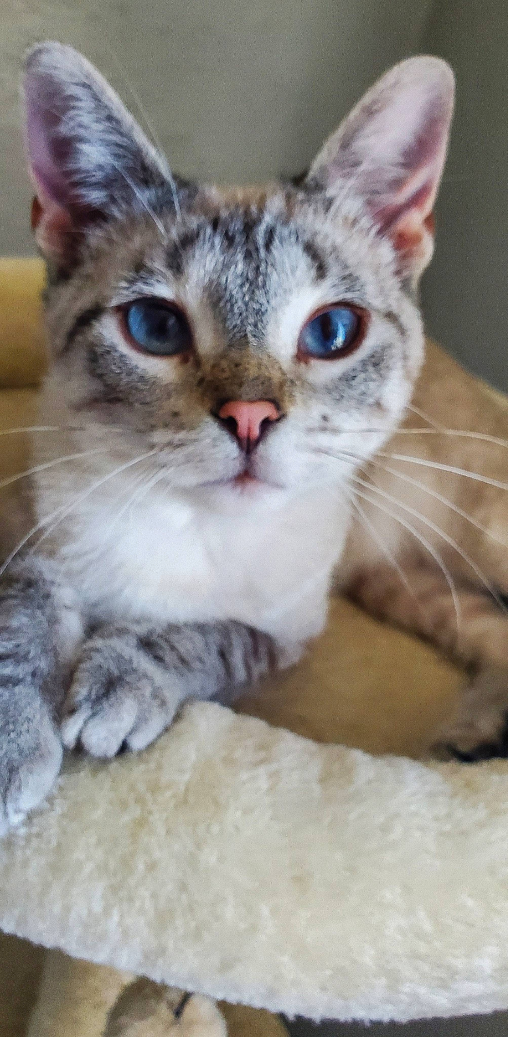 Nalani joined the competition — help win amazing prizes! aegean_cat, american_shorthair, american_wirehair, arabian_mau, asian, australian_mist, burmilla, carnivore, cat, domestic_short_haired_cat, european_shorthair, felidae, kitten, mammal, singapura, small_to_medium_sized_cats, snout, tabby_cat, vertebrate, whiskers