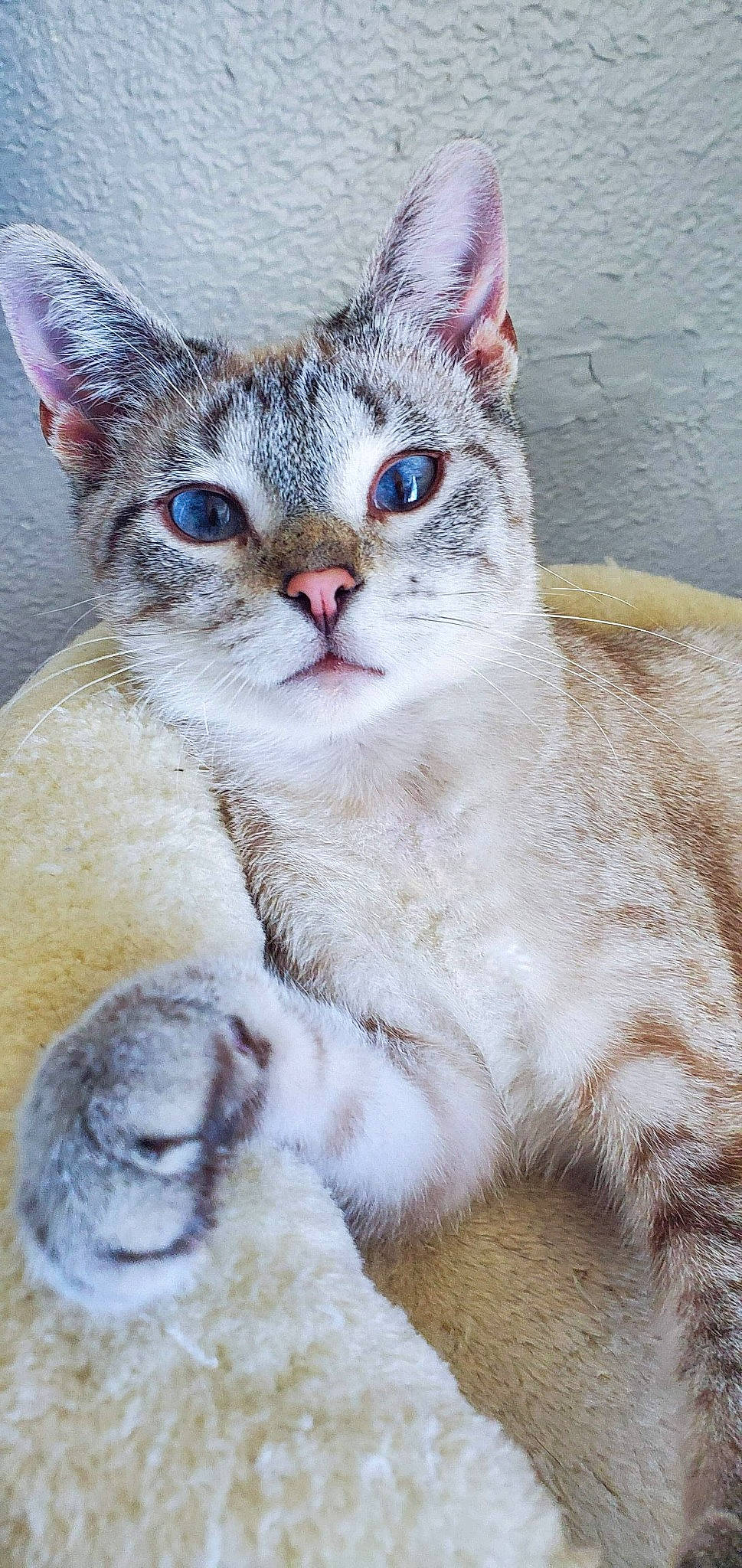 Nalani joined the competition — help win amazing prizes! aegean_cat, american_wirehair, asian, australian_mist, british_shorthair, burmilla, carnivore, cat, domestic_short_haired_cat, european_shorthair, felidae, german_rex, kitten, mammal, singapura, small_to_medium_sized_cats, snout, tabby_cat, vertebrate, whiskers